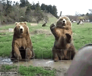 Животные на английском языке: обсуждаем animals